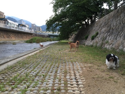 散歩中です