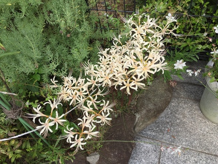 白い曼珠沙華