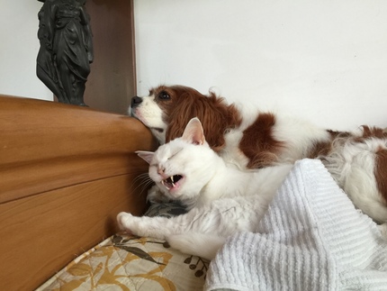 シロとミチル