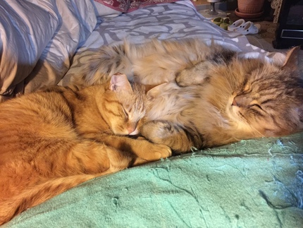 フクとじゃじゃまる