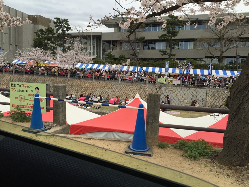 いつもは、雨に降られて寒い桜祭...