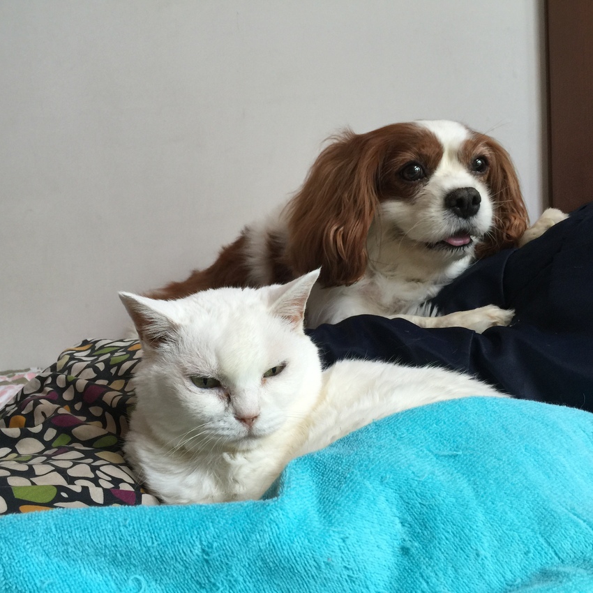 シロとミチル