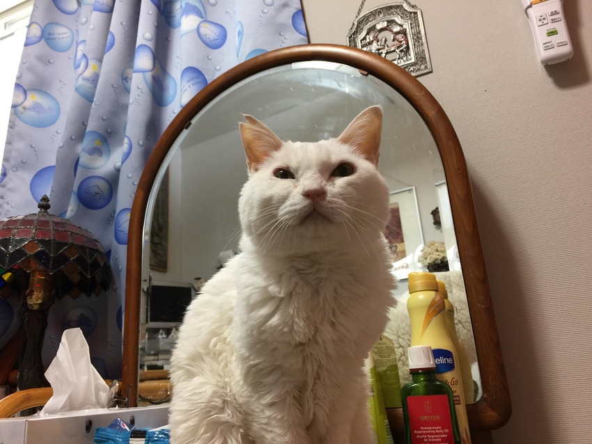 シロ