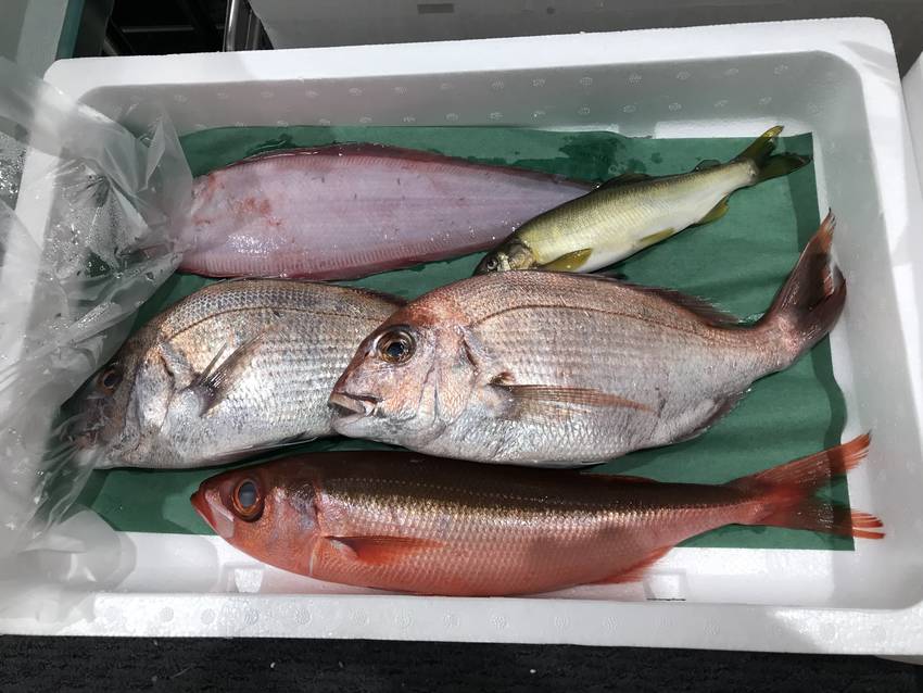 お魚の日　1000円です