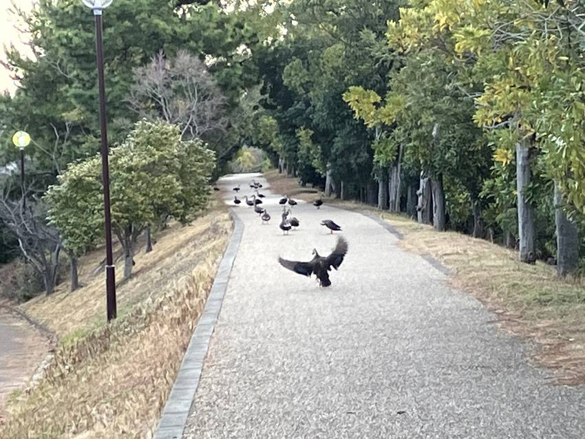 散歩道