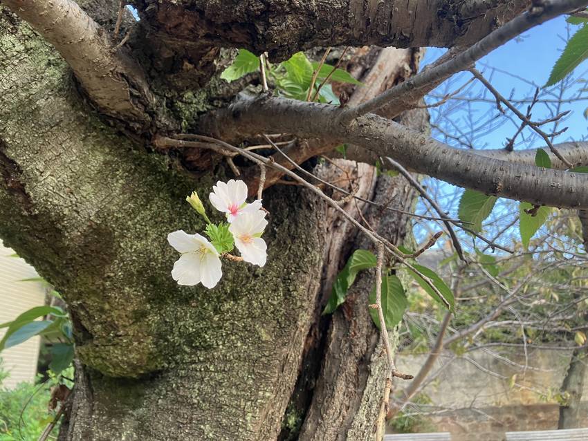 松の内公園