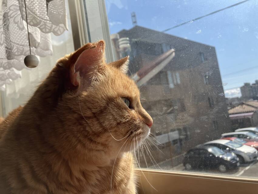 今朝のフク