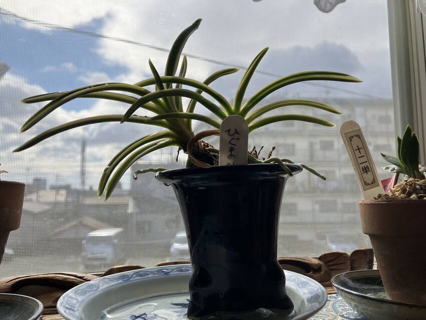 ひぐま錦