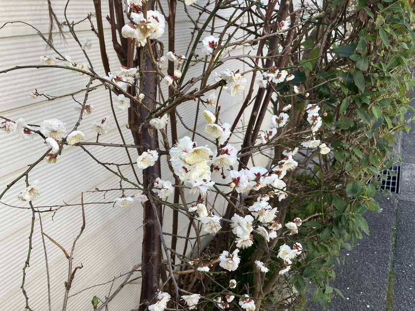 梅
