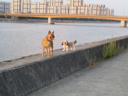 今日も風は爽やかでした