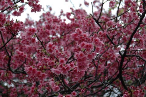 桜　　です