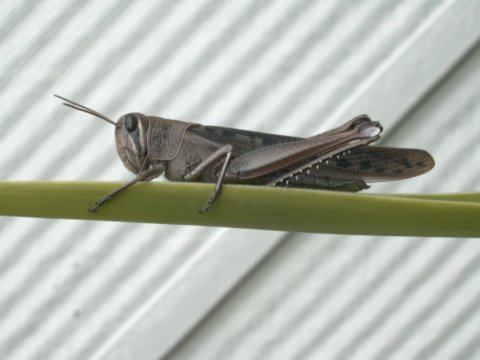 わたし　ばった　じゃないらしい