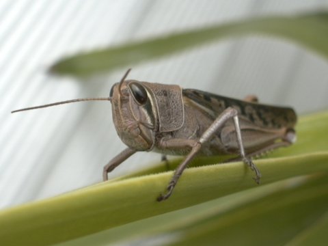 デッキへのお客様