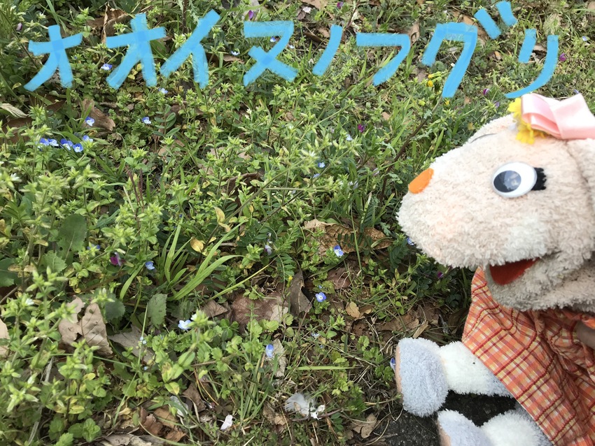 フラワーちゃんとお花たち!写真...