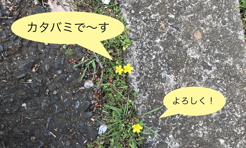 フラワーちゃんとお花たち!写真...