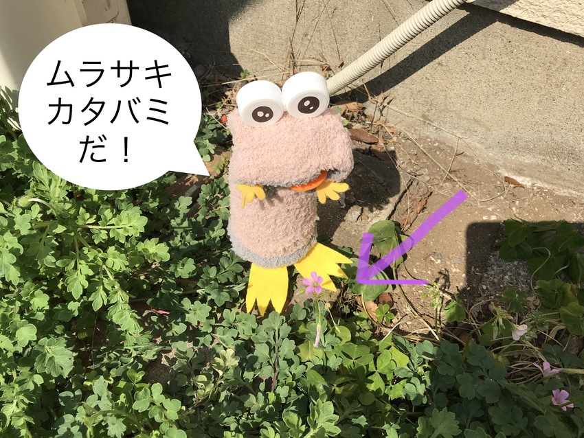 フラワーちゃんとお花たち!写真...