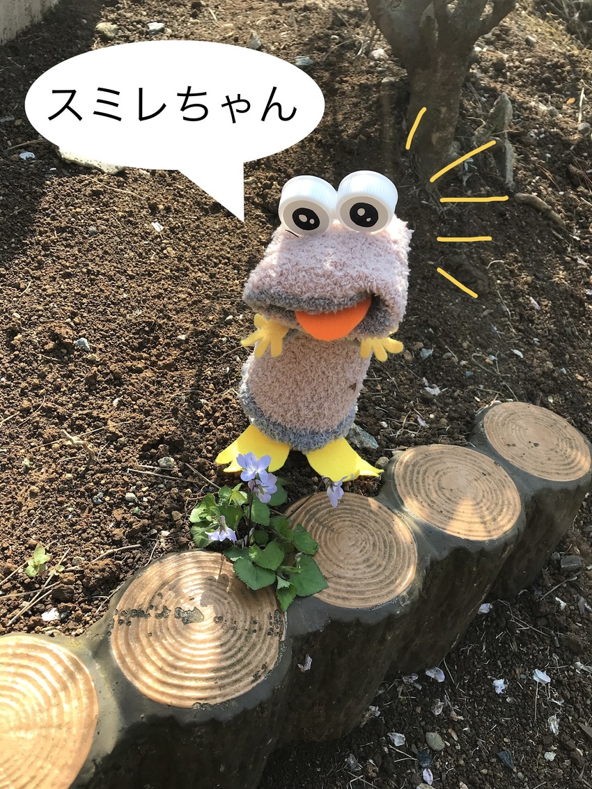 あずきちゃんも散歩についてきま...
