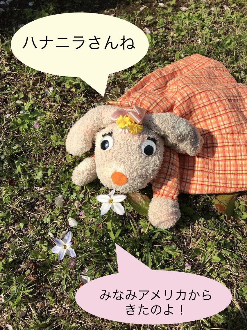 ハナニラの花言葉は、 悲しい別...