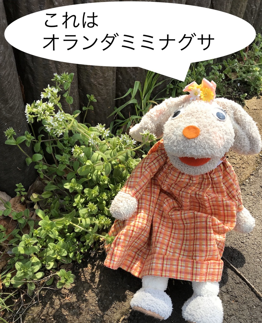 ヨーロッパから来た、ハコベに似...