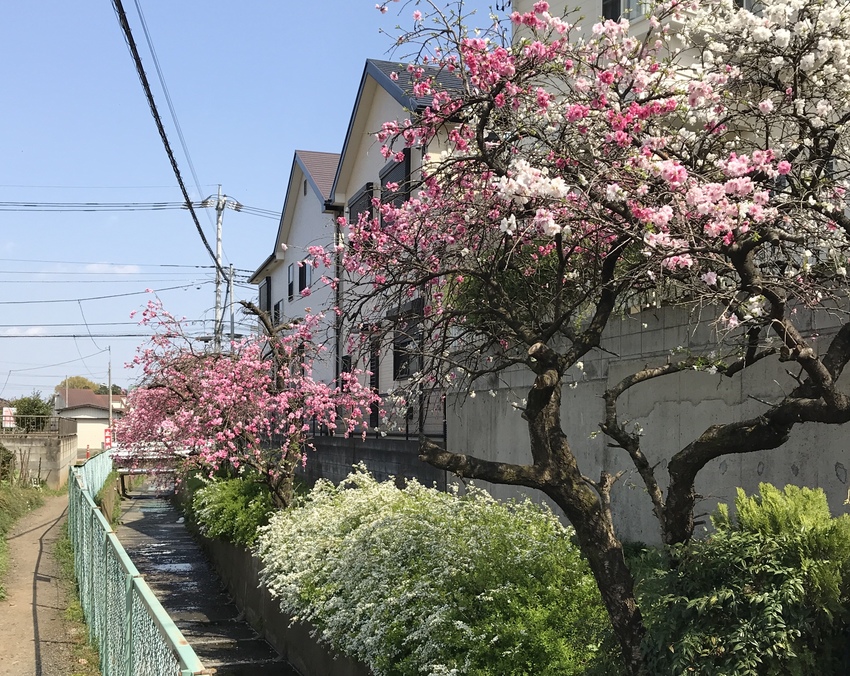 花桃は白とピンクの花が一緒の樹...