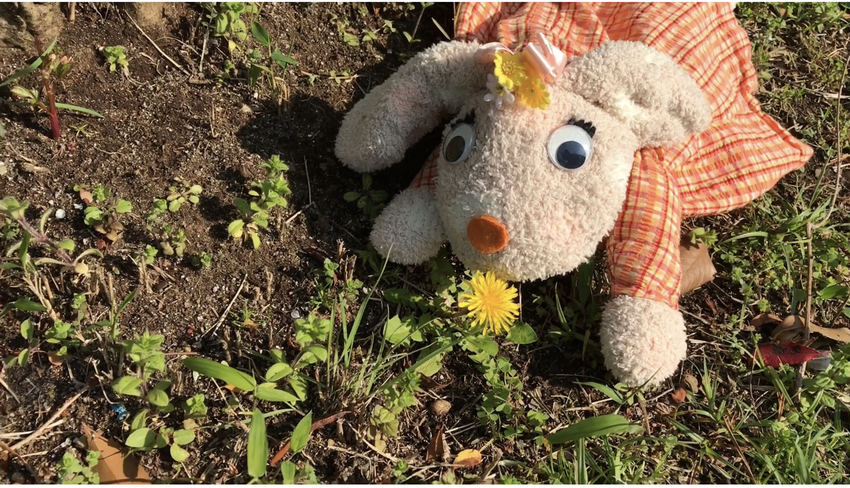 フラワーちゃんとお花たち!写真...