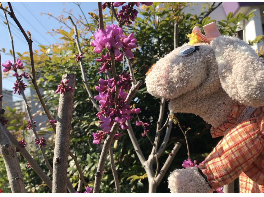 これは、蘇芳花。中国から来たん...