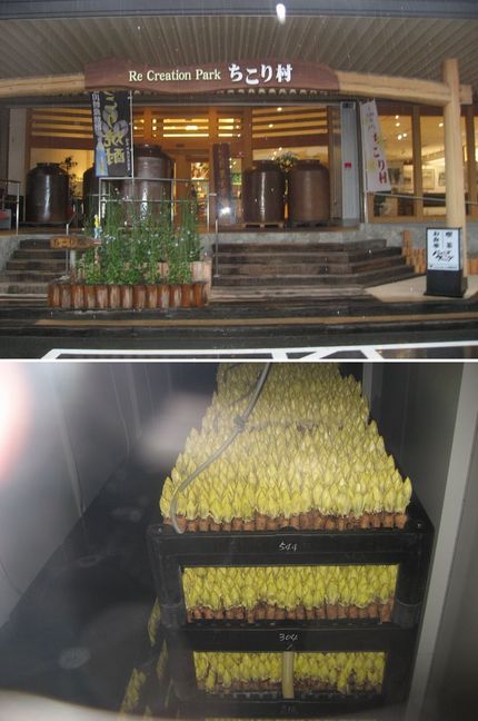 アンディーブ