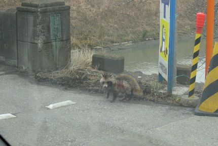 たぬきに遭遇