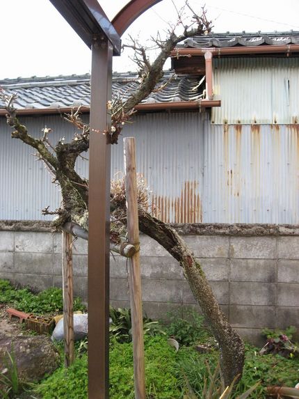 梅の老木