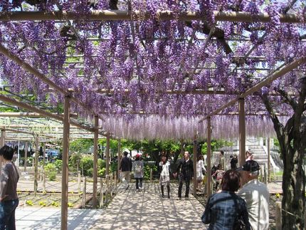 藤祭り