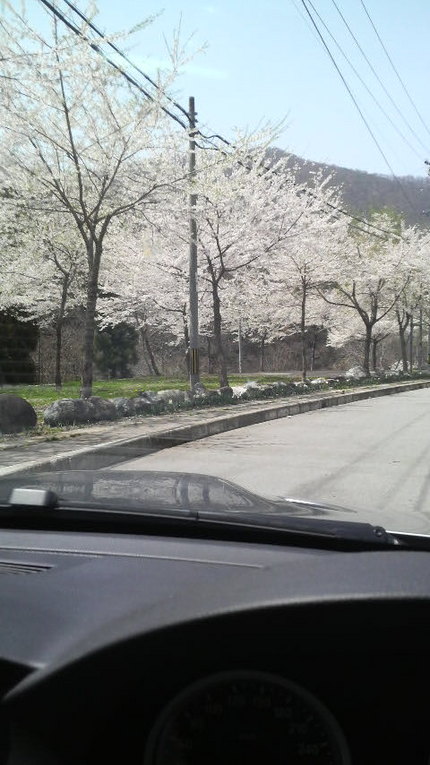 道中の桜も満開