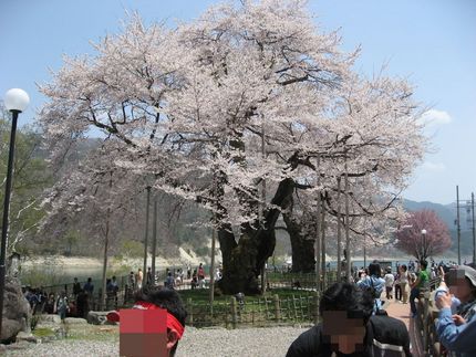 荘川桜