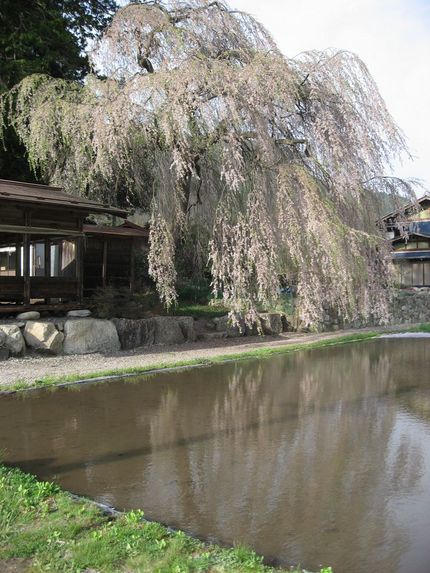 青屋神明神社の枝垂桜