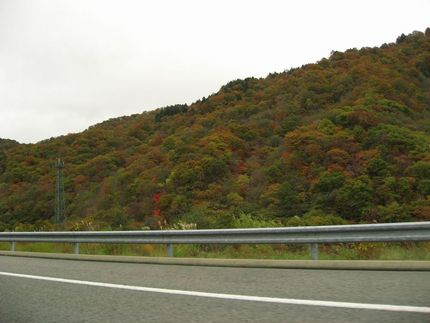 紅葉