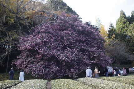 樹齢120〜130年の山茶花
