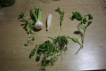 七草の名前言えますか