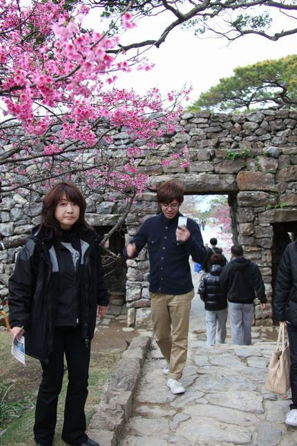 今帰仁城跡と寒緋桜