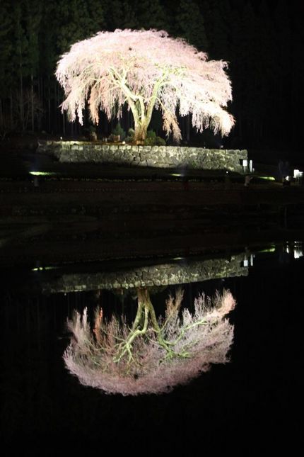 枝垂桜