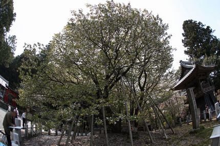 願成寺の中将姫誓願ザクラ