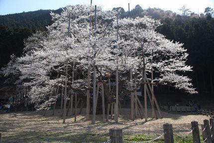 薄墨桜