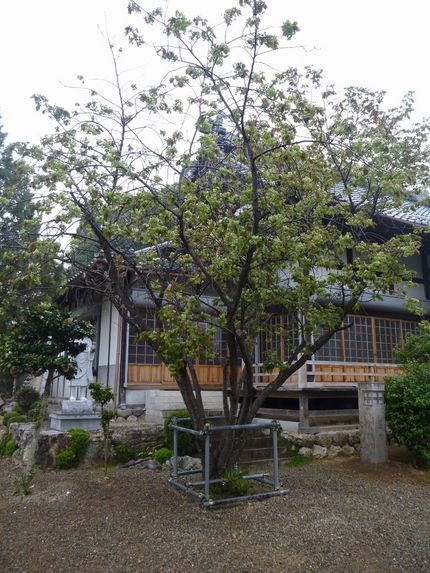 真聖寺の御衣黄桜