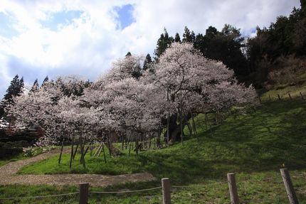 臥龍桜