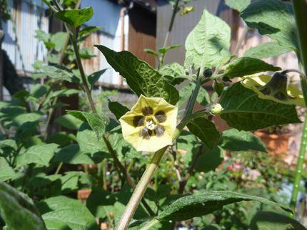季節はずれの花