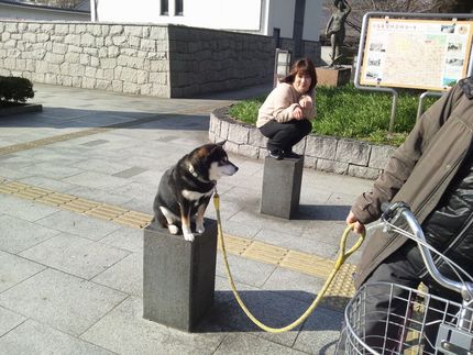 名古屋城で見た黒柴犬