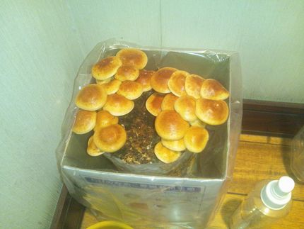 なめこ農園収穫3