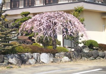 枝垂れ梅