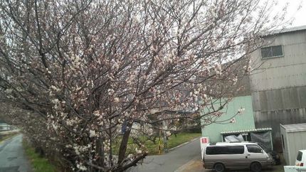 桜が咲き始めました