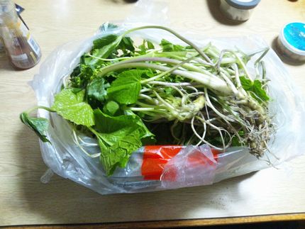 葉わさび