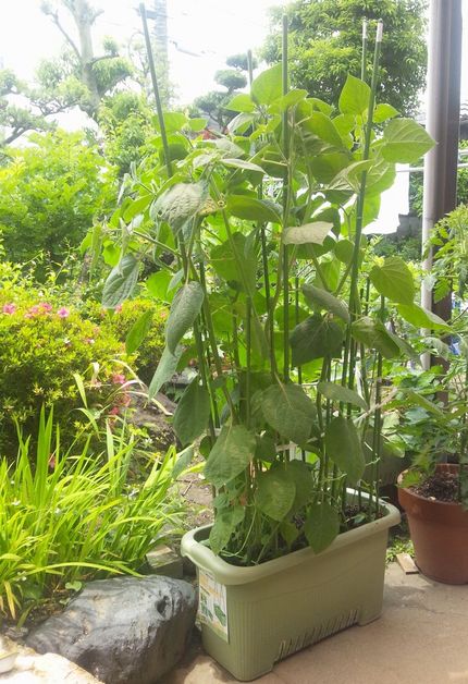 鬼灯の花