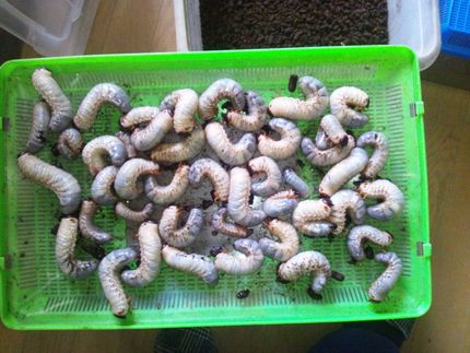 多産なカブトムシ